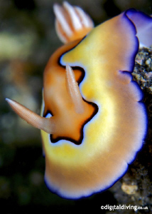 Nudibranch (Chromodoris coi) found in Lembeh by David Henshaw 